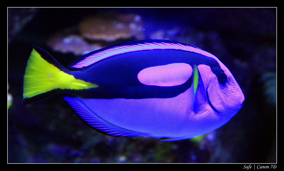 2012 - 06 - Dubai - 050